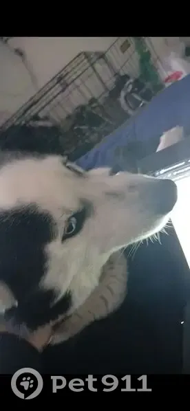 Lost Husky: Blue Eyes, Pink Fi Collar - photo