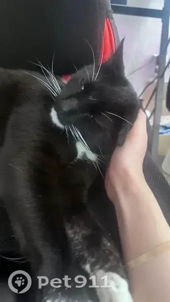 Lost Tuxedo Cat: Help Find Mushi in Provo! - photo