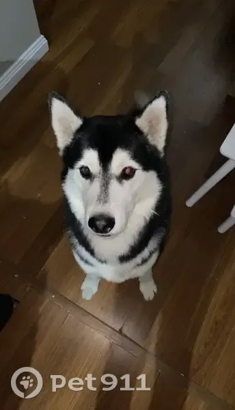 Lost Husky in Goondiwindi: Red Collar - photo