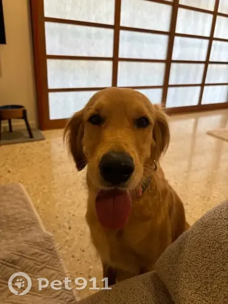 Lost Ginger Retriever: 