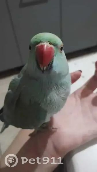 pássaro desaparecida - photo