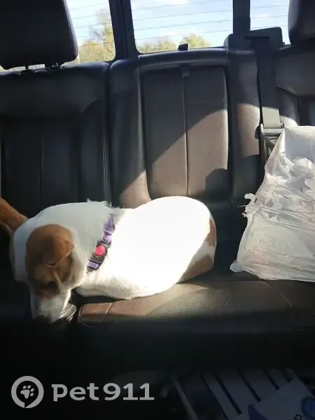 Lost Dog: Brown/White, Purple Collar - photo