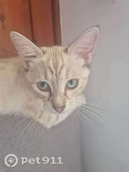 Lost 14-Week Siamese Tabby in Newcastle - photo