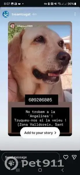 ¡Perro labrador dócil perdido en Sant Cugat! - photo
