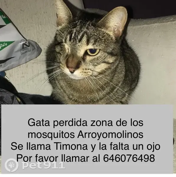 ¡Gata Gris Perdida en Arroyomolinos! - photo