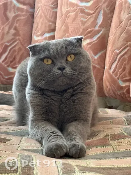 Chatte Jessie perdue à Viroflay - photo