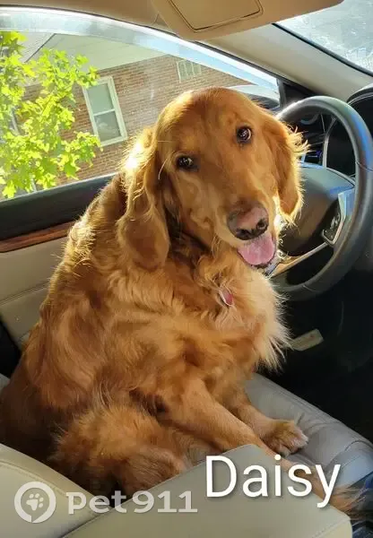 Lost Dog in Mehlville: Chipped & Tagged - photo