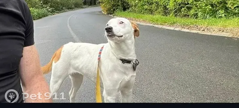 Lost Dog: White with Tan Patches in CT - photo