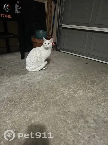 Friendly White Cat Found on Elkhart Loop - photo