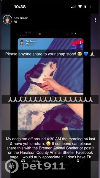 Lost Dogs: White & Black Duo in Bremen - photo