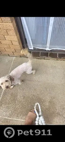 Lost Mini Poodle: Red Collar, Campbelltown - photo