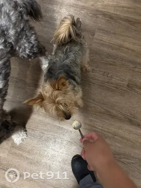 Lost Yorkie Found in Jeffersonville, IN - photo