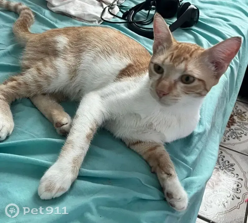 Gato desaparecido Macho (brl002211) - photo