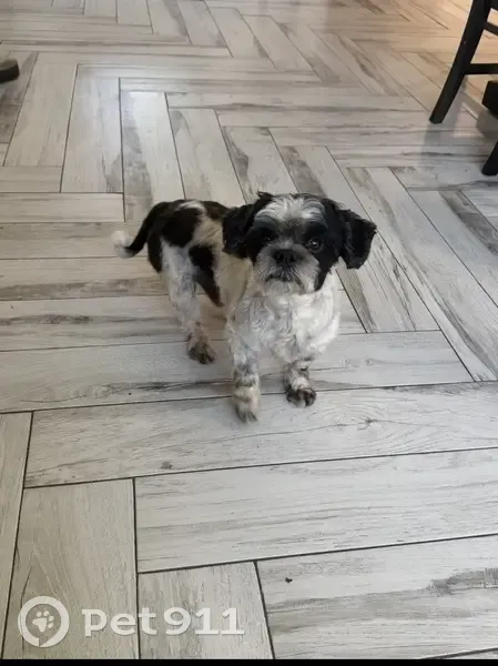 Lost Dog: Friendly Pablo with Heart Spot - photo