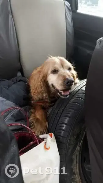 Perro hallado con collar rojo en CDMX - photo