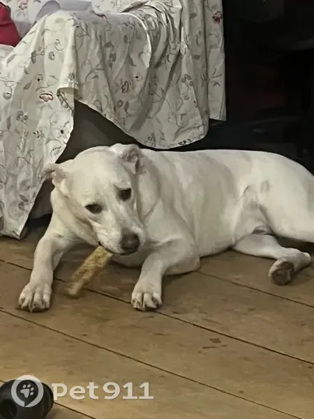 Lost Dog: Spotted Near Sandy Creek, NY - photo