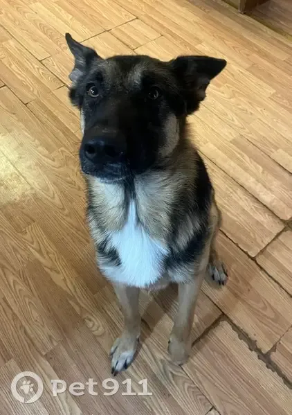 Lost Dog in Mannsville: Help Find Winter - photo