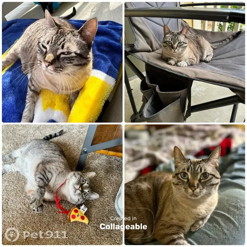 Lost Cat Blu: Shy, Sweet, Bright Eyes - photo