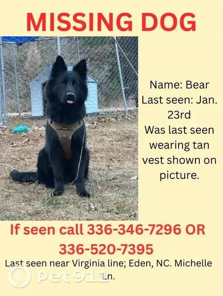 Lost Black German Shepherd in Eden - photo