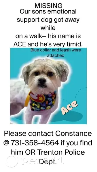 Lost Yorkie-Shih Tzu Mix in Trenton, TN - photo