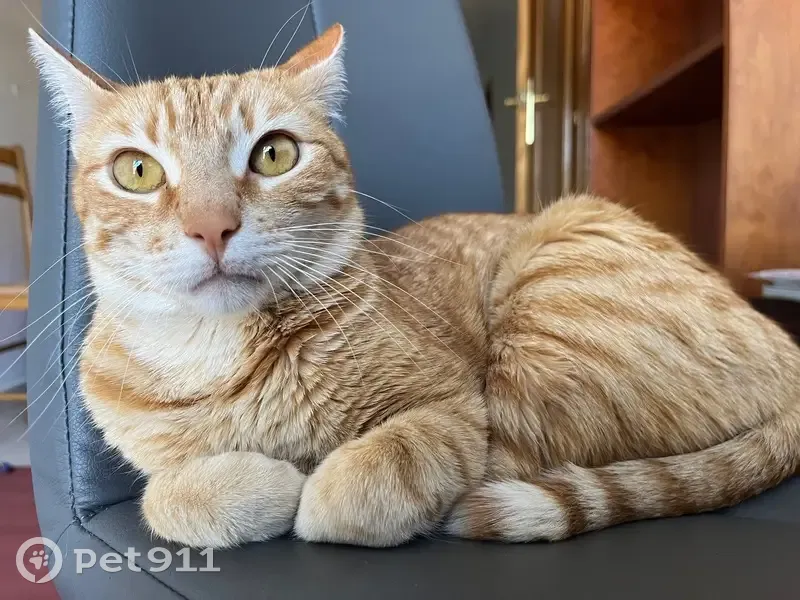 Gato Perdido: Tigris, Asustadizo y Charlatán - photo