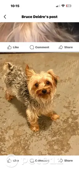 Lost Yorkie on West Pennsylvania Ave - photo