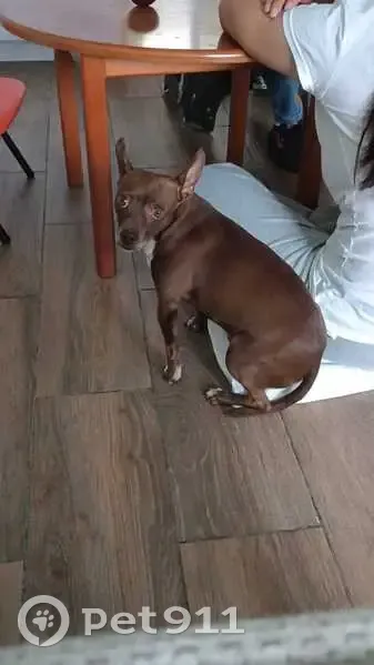 Chihuahua Café Perdido en Ixtapaluca - photo