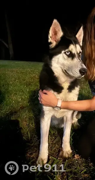 Found: Sweet Husky in Lake Mary Jane, FL - photo