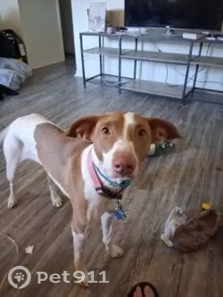 Lost Dog: Roxanne - Tan & White, Norman - photo