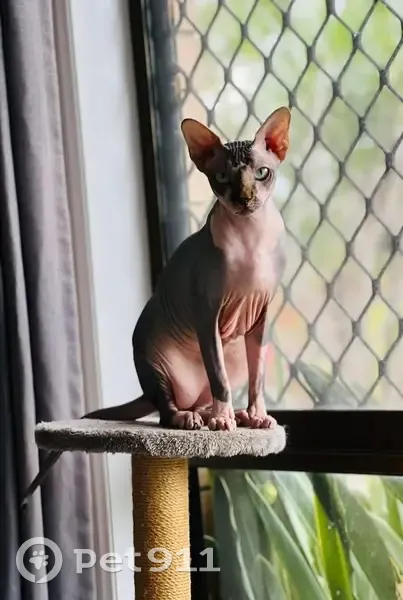 Lost Sphynx Cat 'Dobby' on Sunshine Dr - photo