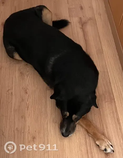 Perro Perdido en Alcoi: Arnés Negro y Patas Marrones - photo