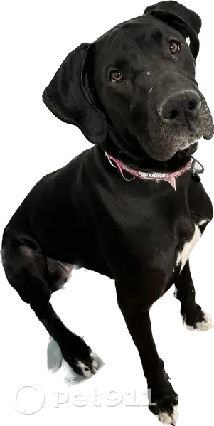 Lost Dog on Menahan St: Black & White - photo