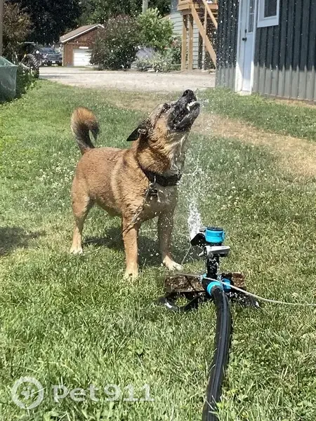 Help Find Chase: Lost Dog in Brant - photo