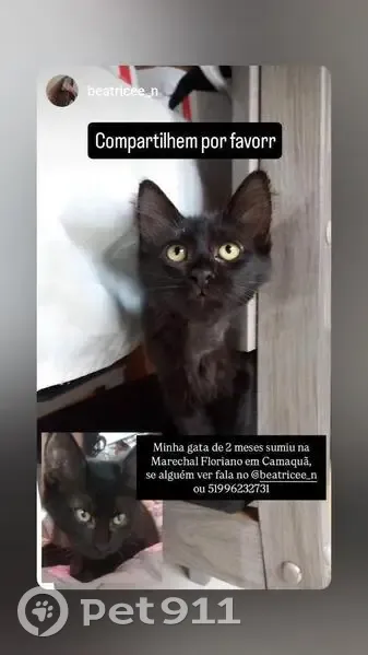 Gato desaparecido Fêmea (brl002216) - photo
