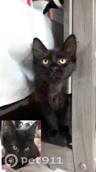Gato desaparecido Fêmea (brl002217) - photo