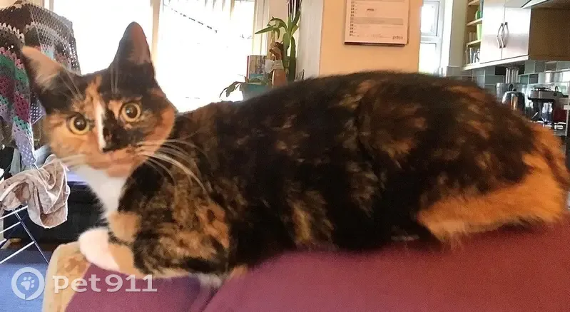 Lost Cat: Black, White & Ginger in Milford - photo