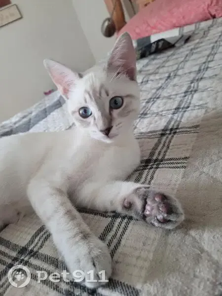 Lost Fawn Cat: Jerry with Blue Eyes - photo
