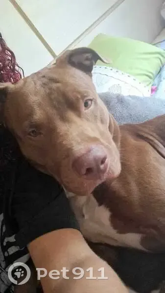 Cachorro perdido Macho (brl002218) - photo