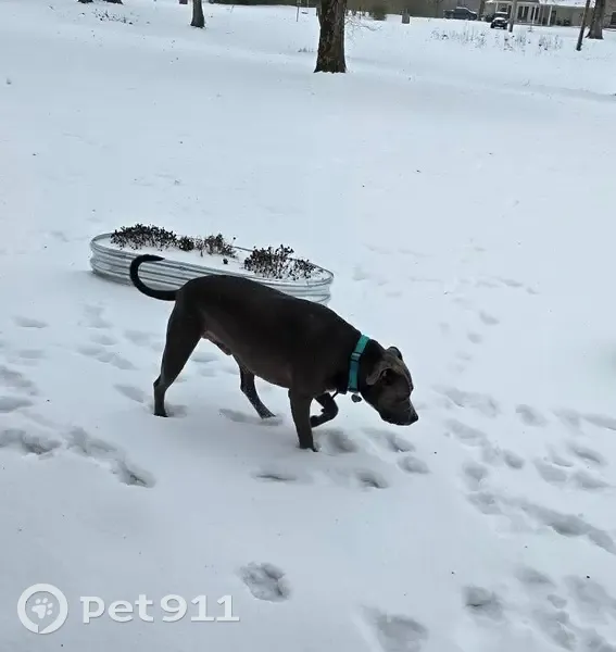 Lost Grey Pit Bull: Deebo Needs Help! - photo