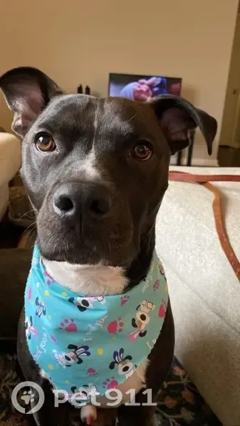 Lost Sweet Pitbull Mix Near Rebsamen Park - photo