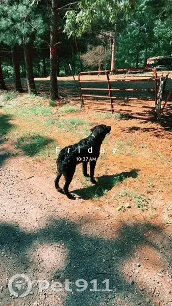 Lost Dog: Black & White, No Tail, Skittish - photo