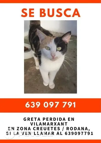 Buscamos a Gata Tricolor Perdida en Vilamarxant - photo