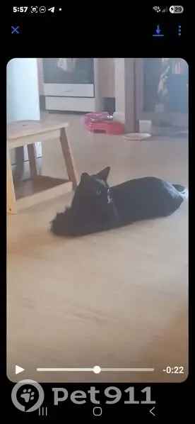 Lost Cat: Shy Male, Loves Cheek Rubs - photo