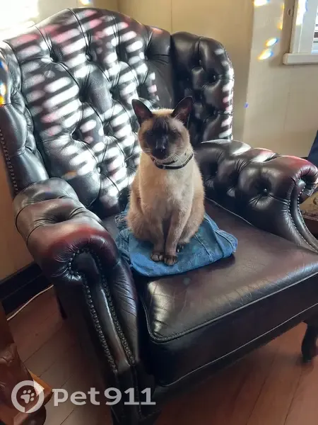 Lost Seal Point Siamese: Geoffrey - photo