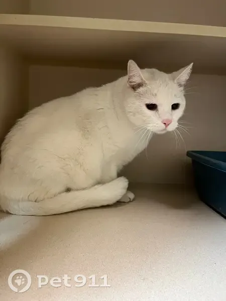 Sweet Senior Cat Found: Adopt in San Clemente! - photo