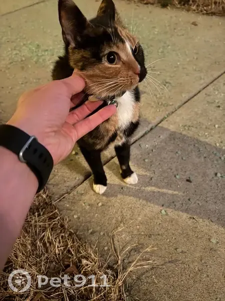 Found Young Cat: Black/Orange, Bell Collar - photo
