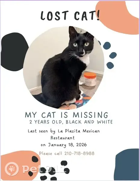 Help Find Mila: Lost Tuxedo Cat in Tyler - photo