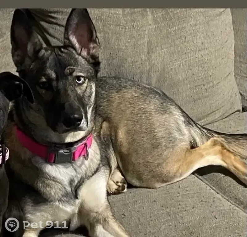 Lost Husky Mix: One Blue, One Brown Eye - photo