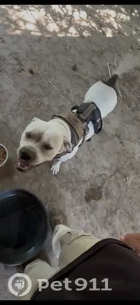 Lost Dog: White with Black Spots in SA - photo