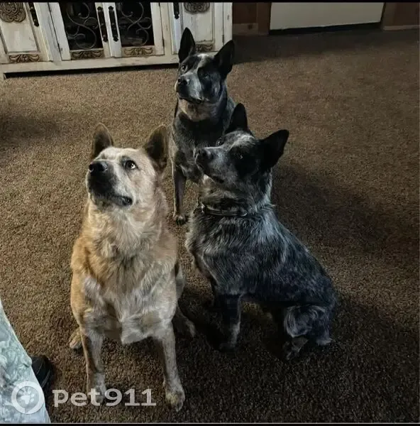 Lost Red Heeler: Jake, Orange Collar - photo